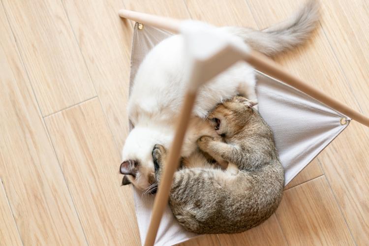 pidan猫吊床